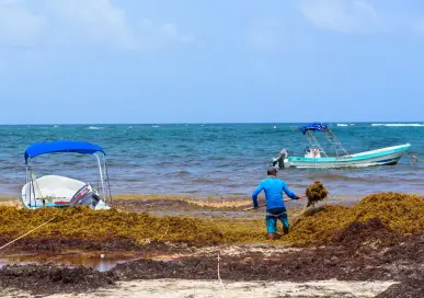 Advising on launching an innovative venture to collect and process sargassum
