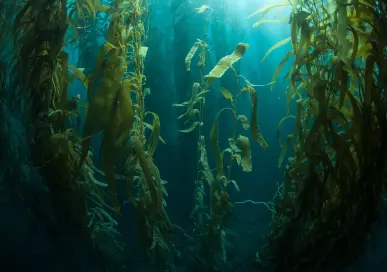Measuring the socio-economic importance of high seas